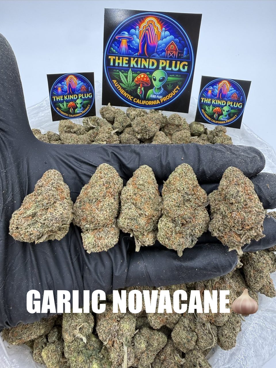 GARLIC NOVACANE Slide 2