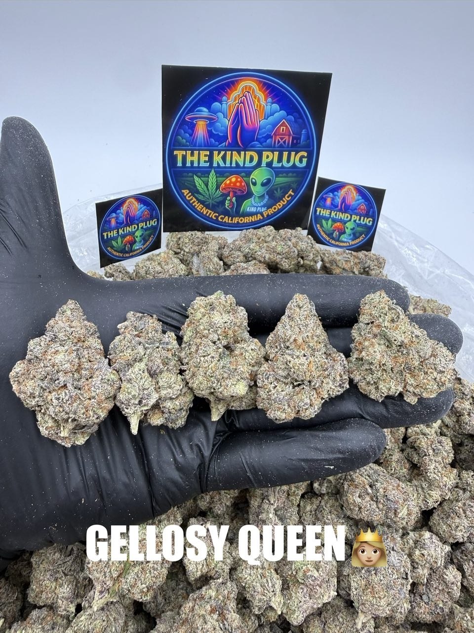 GELLOSY QUEEN Slide 1