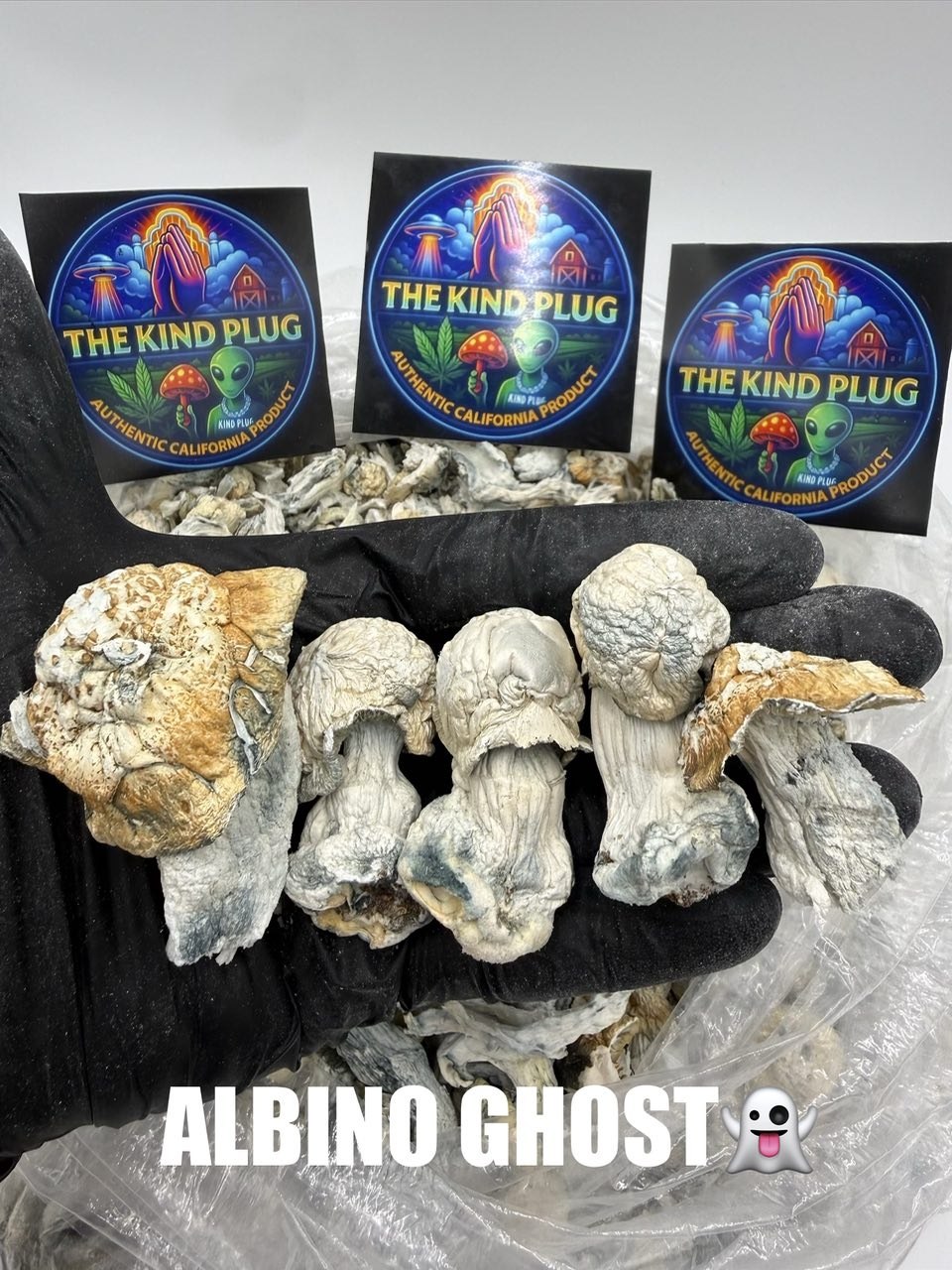 Albino Ghost Slide 1