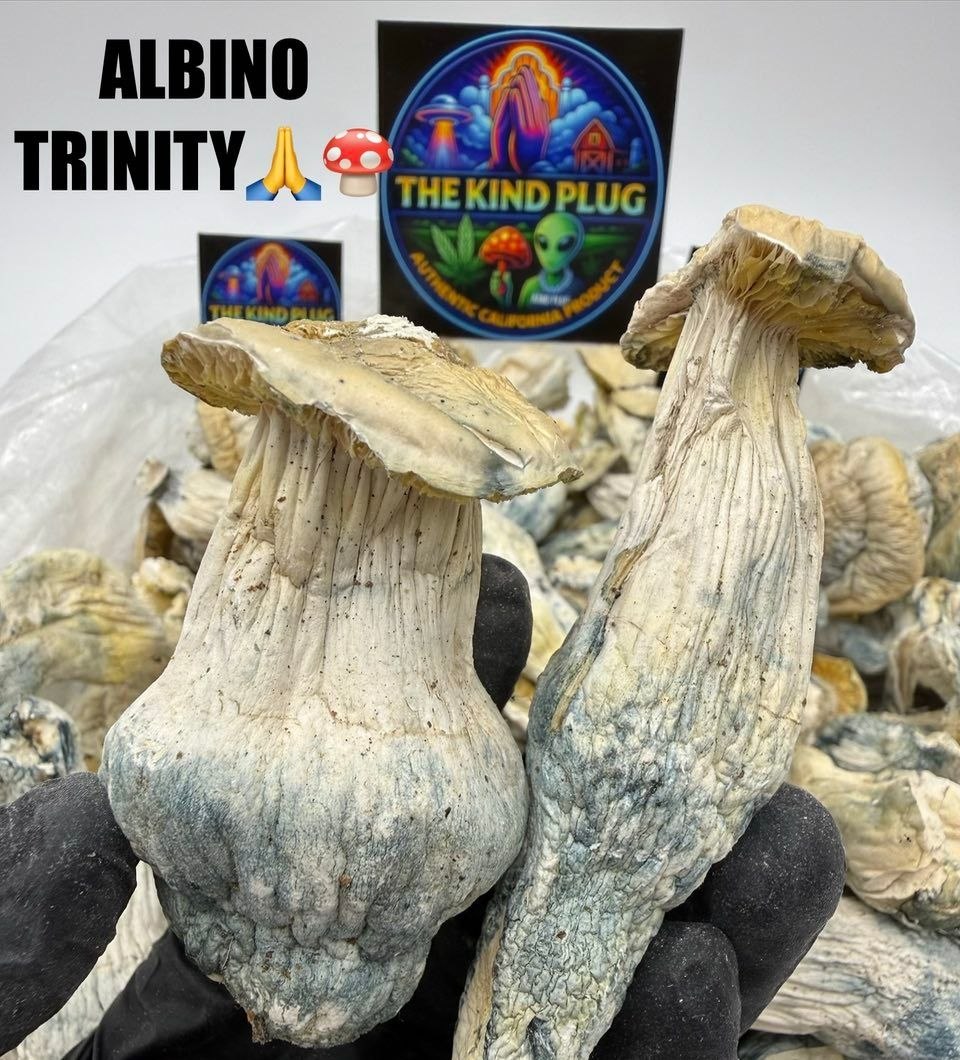 Albino Trinity Slide 2