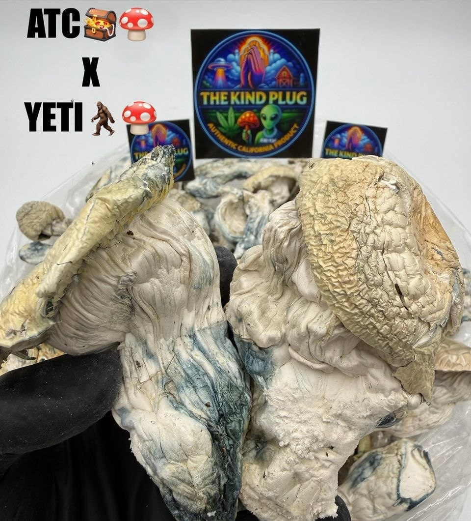 Albino Treasure Coast X Yeti Slide 2