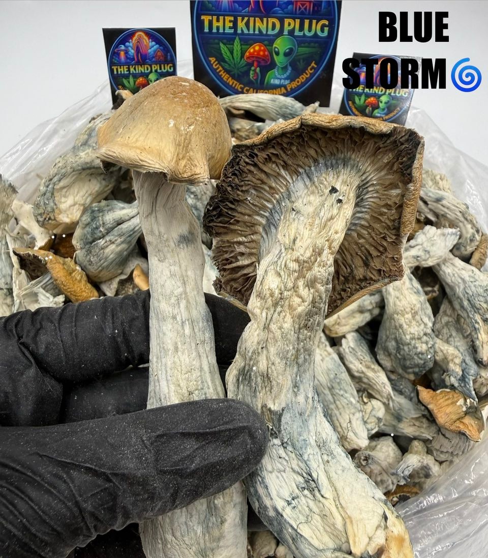Blue Storm psilocybin mushroom stems