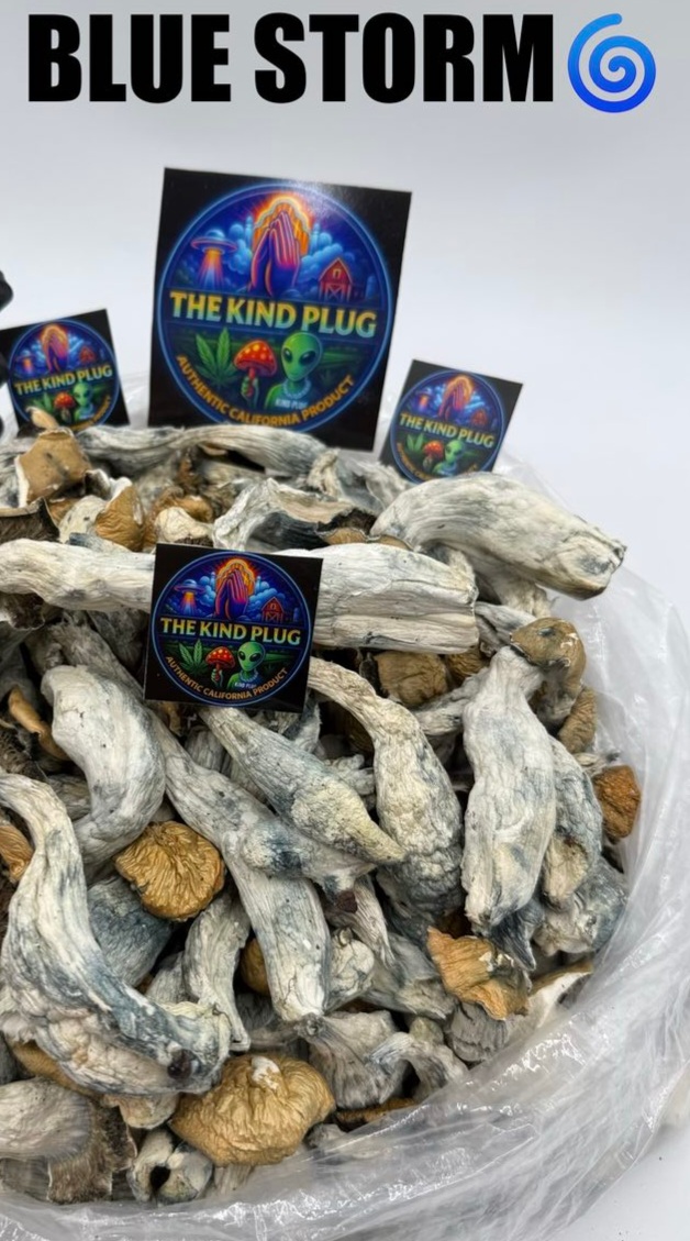Blue Storm dried shrooms display