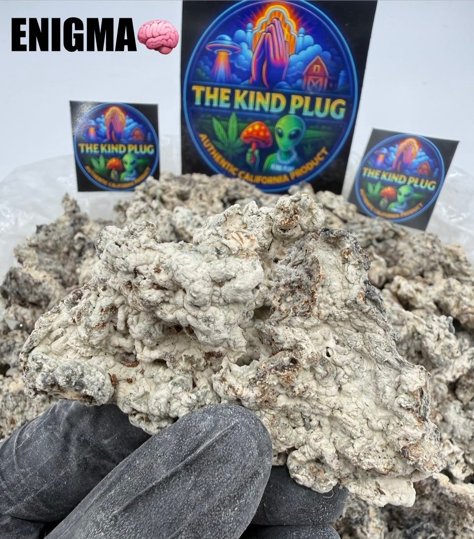 Enigma dried psilocybin mushroom brain mutation strain