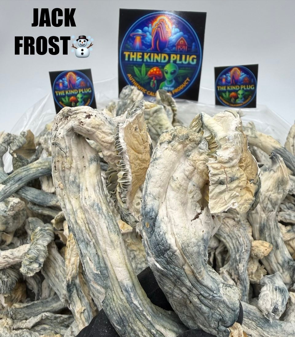 Jack Frost psilocybin mushrooms cap view