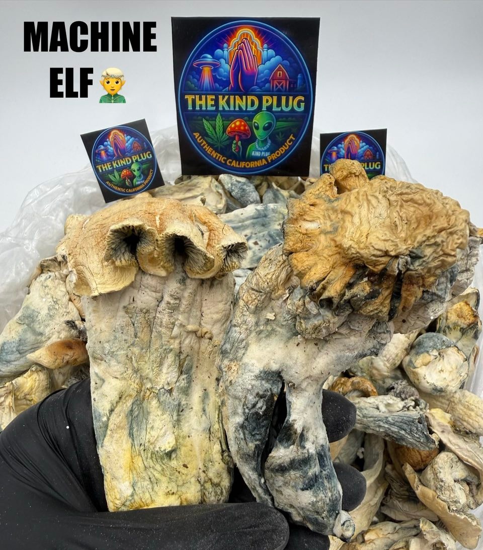 Machine Elf magic shrooms closeup