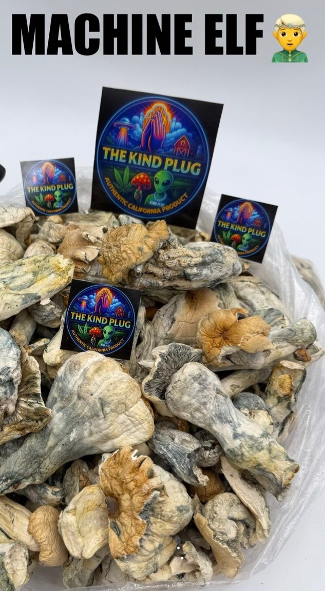 Machine Elf dried magic mushrooms bulk